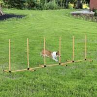 PawHut Pet Agility Training Equipment Orange, White